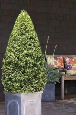 Variegated Boxwood (Buxus Sempervirens 'Aureovariegata') - 2 Gallon Pot - SALE 10 Variegated Boxwood (Buxus Sempervirens 'Aureovariegata') - 2 Gallon Pot - SALE -Best Bush Shop boxwood variegated cone 2 1