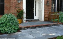 Gordo Boxwood - 1 Gallon Pot 12 Gordo Boxwood - 1 Gallon Pot -Best Bush Shop buxus gordo boxwood 2