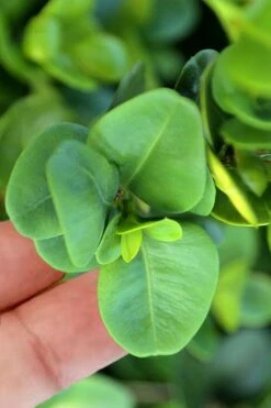 Gordo Boxwood - 1 Gallon Pot 10 Gordo Boxwood - 1 Gallon Pot -Best Bush Shop buxus gordo boxwood 3