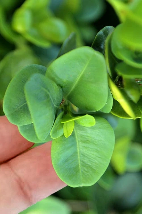 Gordo Boxwood - 1 Gallon Pot 4 Gordo Boxwood - 1 Gallon Pot - Image 4