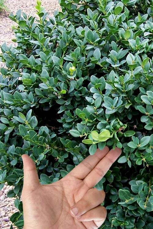 Gordo Boxwood - 6 Pack Of 1 Gallon Pots 5 Gordo Boxwood - 6 Pack Of 1 Gallon Pots - Image 5