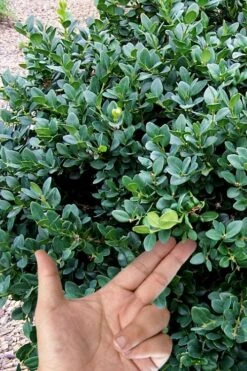 Gordo Boxwood - 1 Gallon Pot 11 Gordo Boxwood - 1 Gallon Pot -Best Bush Shop buxus gordo boxwood 4