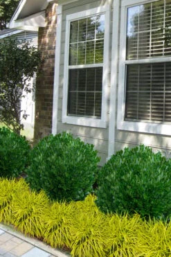 Richard Boxwood (Buxus Harlandii) - 3 Gallon Pot 10 Richard Boxwood (Buxus Harlandii) - 3 Gallon Pot -Best Bush Shop buxus harlandii richard dwarf boxwood 5