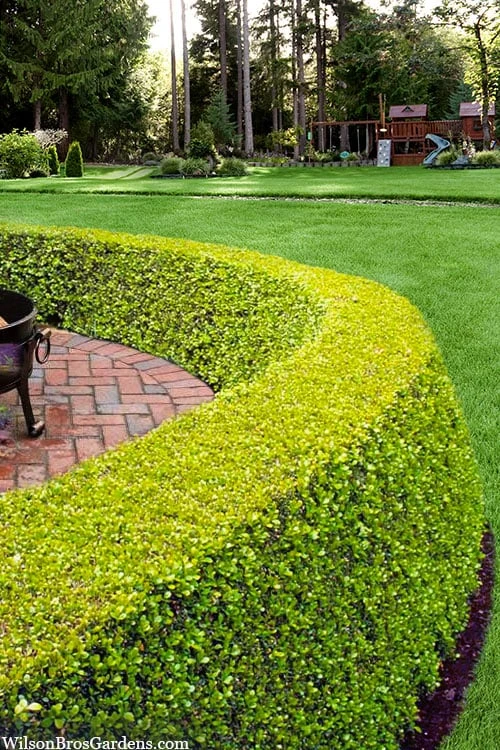 Golden Triumph Variegated Dwarf Boxwood - 6 Pack Of 1 Gallon Pots 4 Golden Triumph Variegated Dwarf Boxwood - 6 Pack Of 1 Gallon Pots - Image 4