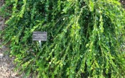 Unraveled Weeping Boxwood - 3 Gallon Pot 13 Unraveled Weeping Boxwood - 3 Gallon Pot -Best Bush Shop buxus microphylla japonica unraveled boxwood 4