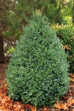 John Baldwin Pyramidal Boxwood - 3 Gallon Pot 11 John Baldwin Pyramidal Boxwood - 3 Gallon Pot -Best Bush Shop buxus microphylla john baldwin boxwood 6 1