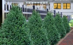 John Baldwin Pyramidal Boxwood - 3 Gallon Pot 9 John Baldwin Pyramidal Boxwood - 3 Gallon Pot -Best Bush Shop buxus microphylla john baldwin boxwood 8 1
