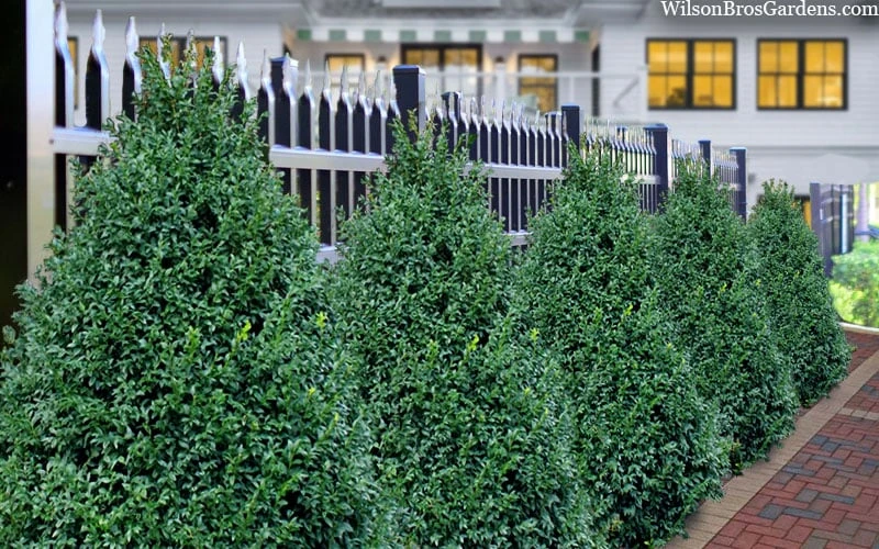 John Baldwin Pyramidal Boxwood - 3 Gallon Pot 4 John Baldwin Pyramidal Boxwood - 3 Gallon Pot - Image 4