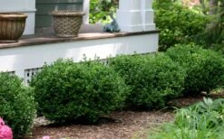 Little Missy Dwarf Boxwood - 1 Gallon Pot -Best Bush Shop buxus microphylla little missy dwarf boxwood 5 2