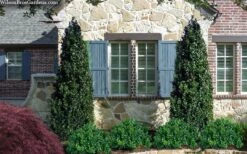 Arctic Emerald Columnar Boxwood - 6 Pack Of 1 Gallon Pots -Best Bush Shop buxus sempervirens arctic emerald boxwood 103