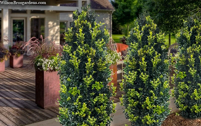 Arctic Emerald Columnar Boxwood - 1 Gallon Pot 5 Arctic Emerald Columnar Boxwood - 1 Gallon Pot - Image 5