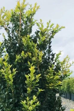 Arctic Emerald Columnar Boxwood - 1 Gallon Pot 12 Arctic Emerald Columnar Boxwood - 1 Gallon Pot -Best Bush Shop buxus sempervirens arctic emerald boxwood 12 1