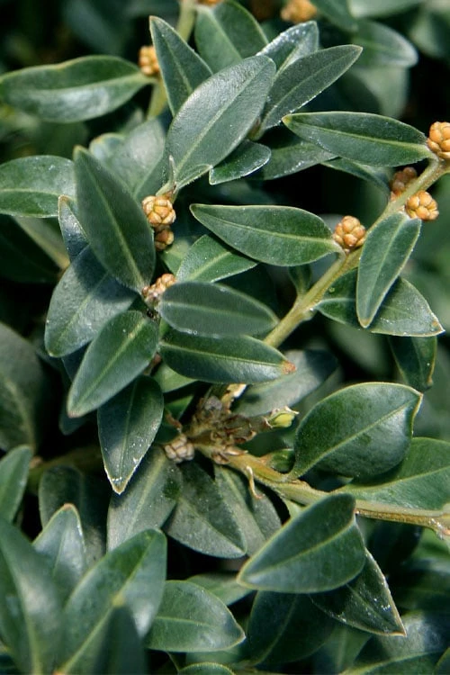 Arctic Emerald Columnar Boxwood - 1 Gallon Pot 7 Arctic Emerald Columnar Boxwood - 1 Gallon Pot - Image 7