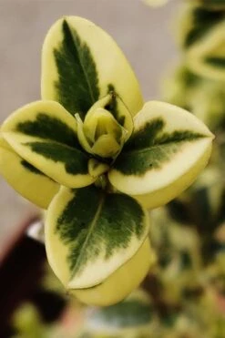 Variegated Boxwood (Buxus Sempervirens 'Aureovariegata') - 2 Gallon Pot - SALE 12 Variegated Boxwood (Buxus Sempervirens 'Aureovariegata') - 2 Gallon Pot - SALE -Best Bush Shop buxus sempervirens aureovariegata variegated boxwood 1 1