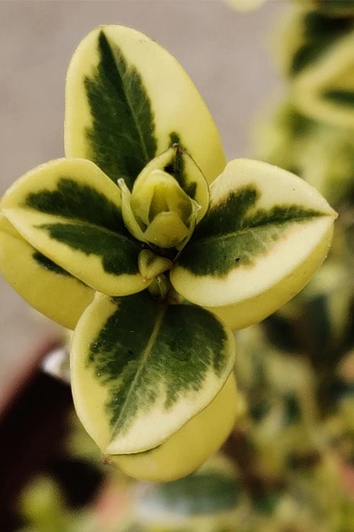 Variegated Boxwood (Buxus Sempervirens 'Aureovariegata') - 5 Gallon Pot 6 Variegated Boxwood (Buxus Sempervirens 'Aureovariegata') - 5 Gallon Pot - Image 6