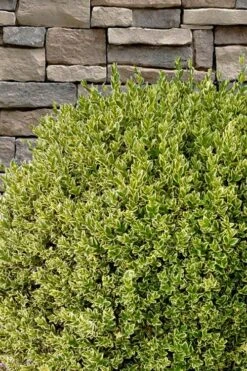 Variegated Boxwood (Buxus Sempervirens 'Aureovariegata') - 2 Gallon Pot - SALE 13 Variegated Boxwood (Buxus Sempervirens 'Aureovariegata') - 2 Gallon Pot - SALE -Best Bush Shop buxus sempervirens aureovariegata variegated boxwood 10 1