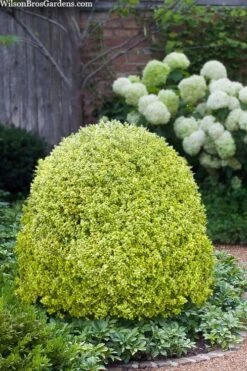 Variegated Boxwood (Buxus Sempervirens 'Aureovariegata') - 5 Gallon Pot