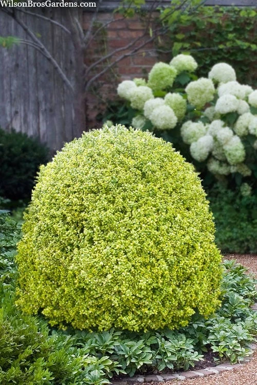 Variegated Boxwood (Buxus Sempervirens 'Aureovariegata') - 5 Gallon Pot 1 Variegated Boxwood (Buxus Sempervirens 'Aureovariegata') - 5 Gallon Pot