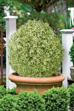 Elegans Variegated Boxwood - Buxus Sempervirens 'Elegantissima' - 3 Gallon Pot 9 Elegans Variegated Boxwood - Buxus Sempervirens 'Elegantissima' - 3 Gallon Pot -Best Bush Shop buxus sempervirens elegantissima variegated boxwood 101