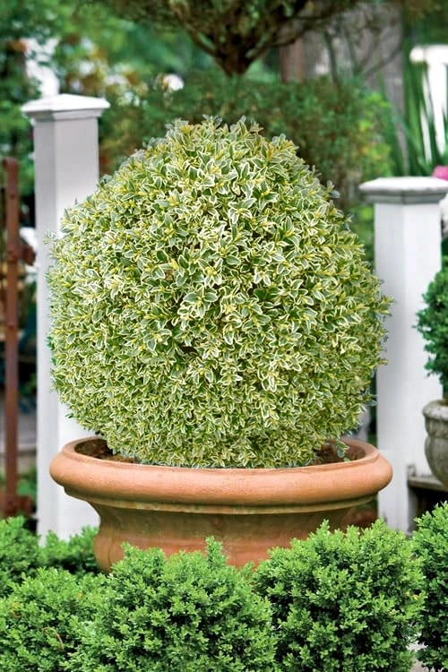 Elegans Variegated Boxwood - Buxus Sempervirens 'Elegantissima' - 3 Gallon Pot 4 Elegans Variegated Boxwood - Buxus Sempervirens 'Elegantissima' - 3 Gallon Pot - Image 4