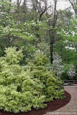 Elegans Variegated Boxwood - Buxus Sempervirens 'Elegantissima' - 3 Gallon Pot 11 Elegans Variegated Boxwood - Buxus Sempervirens 'Elegantissima' - 3 Gallon Pot -Best Bush Shop buxus sempervirens elegantissima variegated boxwood 102