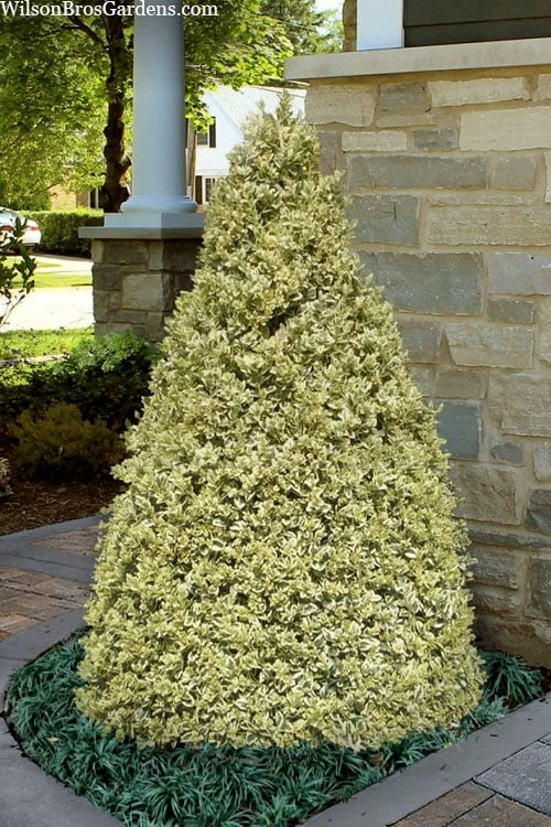 Elegans Variegated Boxwood - Buxus Sempervirens 'Elegantissima' - 2 Gallon Pot 1 Elegans Variegated Boxwood - Buxus Sempervirens 'Elegantissima' - 2 Gallon Pot