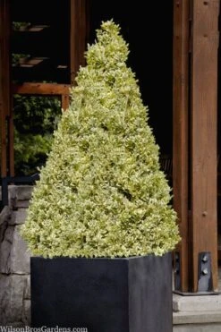 Elegans Variegated Boxwood - Buxus Sempervirens 'Elegantissima' - 3 Gallon Pot 10 Elegans Variegated Boxwood - Buxus Sempervirens 'Elegantissima' - 3 Gallon Pot -Best Bush Shop buxus sempervirens elegantissima variegated boxwood 105