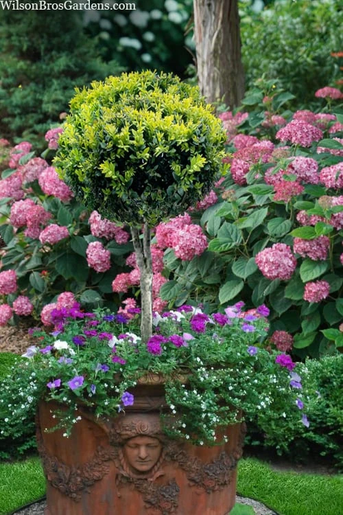 Boxwood Single Ball Standard Topiary (Buxus Sempervirens) - 5 Gallon Pot 1 Boxwood Single Ball Standard Topiary (Buxus Sempervirens) - 5 Gallon Pot