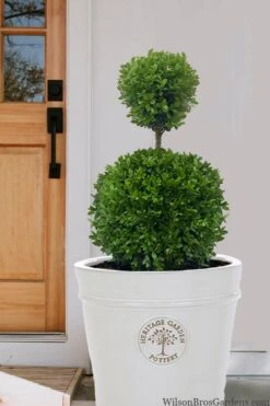 Dwarf English Boxwood Two-Ball Poodle Tier Topiary - 3 Gallon Pot 8 Dwarf English Boxwood Two-Ball Poodle Tier Topiary - 3 Gallon Pot -Best Bush Shop buxus sempervirens suffriticosa standard two ball topiary boxwood 5