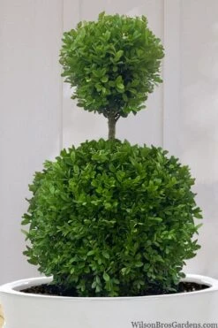 Dwarf English Boxwood Two-Ball Poodle Tier Topiary - 3 Gallon Pot 9 Dwarf English Boxwood Two-Ball Poodle Tier Topiary - 3 Gallon Pot -Best Bush Shop buxus sempervirens suffruticosa standard two ball topiary boxwood 10