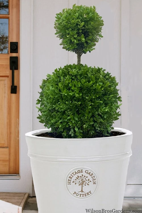 Dwarf English Boxwood Two-Ball Poodle Tier Topiary - 3 Gallon Pot 1 Dwarf English Boxwood Two-Ball Poodle Tier Topiary - 3 Gallon Pot