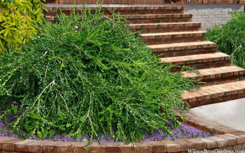 Unraveled Weeping Boxwood - 3 Gallon Pot 5 Unraveled Weeping Boxwood - 3 Gallon Pot - Image 5