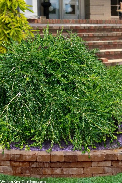 Unraveled Weeping Boxwood - 3 Gallon Pot 1 Unraveled Weeping Boxwood - 3 Gallon Pot