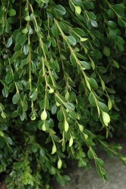 Unraveled Weeping Boxwood - 3 Gallon Pot 10 Unraveled Weeping Boxwood - 3 Gallon Pot -Best Bush Shop buxus sempervirens unraveled weeping boxwood 5