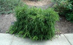 Unraveled Weeping Boxwood - 3 Gallon Pot 12 Unraveled Weeping Boxwood - 3 Gallon Pot -Best Bush Shop buxus sempervirens unraveled weeping boxwood 7