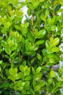 Winterstar Boxwood - 1 Gallon Pot 10 Winterstar Boxwood - 1 Gallon Pot -Best Bush Shop buxus winterstar boxwood 1