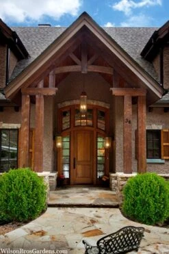 Winterstar Boxwood - 1 Gallon Pot 9 Winterstar Boxwood - 1 Gallon Pot -Best Bush Shop buxus winterstar boxwood 3