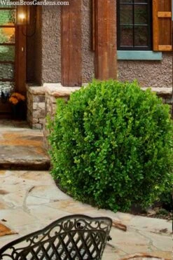 Winterstar Boxwood - 1 Gallon Pot 11 Winterstar Boxwood - 1 Gallon Pot -Best Bush Shop buxus winterstar boxwood 4