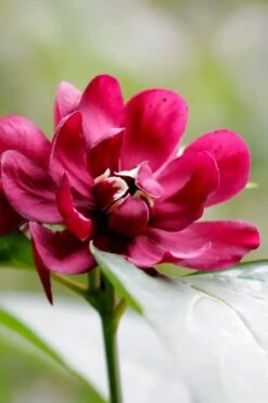 Hartlage Wine Sweetshrub (Calycanthus Raulstonii) - 3 Gallon Pot -Best Bush Shop calycanthus raulstonii hartlage wine sweetshrub 2