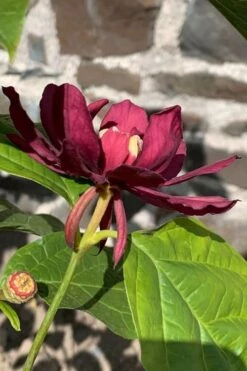 Hartlage Wine Sweetshrub (Calycanthus Raulstonii) - 3 Gallon Pot -Best Bush Shop calycanthus raulstonii hartlage wine sweetshrub 3