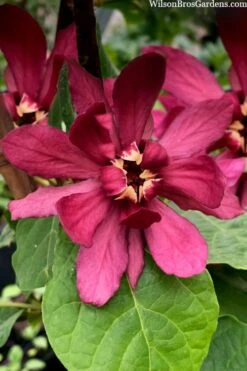 Hartlage Wine Sweetshrub (Calycanthus Raulstonii) - 3 Gallon Pot -Best Bush Shop calycanthus raulstonii hartlage wine sweetshrub 4
