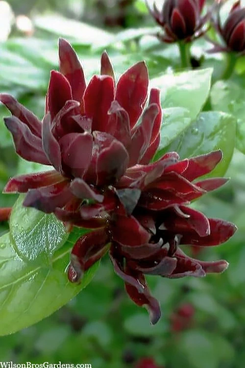 Simply Scentsational Sweetshrub (Calycanthus ) - 1 Gallon Pot 1 Simply Scentsational Sweetshrub (Calycanthus ) - 1 Gallon Pot