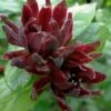 Simply Scentsational Sweetshrub (Calycanthus ) - 2 Gallon Pot