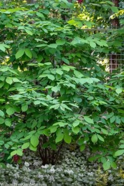 Simply Scentsational Sweetshrub (Calycanthus ) - 2 Gallon Pot 12 Simply Scentsational Sweetshrub (Calycanthus ) - 2 Gallon Pot -Best Bush Shop calycanthus simply scentsational sweet shrub 14