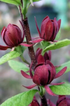 Simply Scentsational Sweetshrub (Calycanthus ) - 2 Gallon Pot 15 Simply Scentsational Sweetshrub (Calycanthus ) - 2 Gallon Pot -Best Bush Shop calycanthus simply scentsational sweet shrub 3