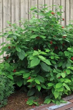 Simply Scentsational Sweetshrub (Calycanthus ) - 1 Gallon Pot 11 Simply Scentsational Sweetshrub (Calycanthus ) - 1 Gallon Pot -Best Bush Shop calycanthus simply scentsational sweet shrub 4 1