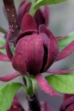 Simply Scentsational Sweetshrub (Calycanthus ) - 1 Gallon Pot 10 Simply Scentsational Sweetshrub (Calycanthus ) - 1 Gallon Pot -Best Bush Shop calycanthus simply scentsational sweet shrub 7 1