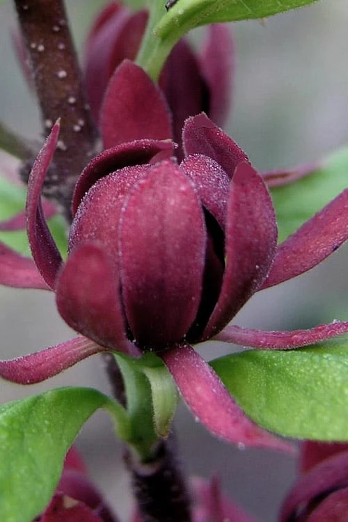 Simply Scentsational Sweetshrub (Calycanthus ) - 2 Gallon Pot 4 Simply Scentsational Sweetshrub (Calycanthus ) - 2 Gallon Pot - Image 4