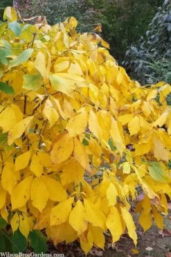 Simply Scentsational Sweetshrub (Calycanthus ) - 2 Gallon Pot 13 Simply Scentsational Sweetshrub (Calycanthus ) - 2 Gallon Pot -Best Bush Shop calycanthus simply scentsational sweet shrub 8