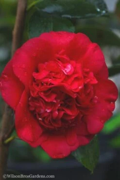 April Tryst Camellia Japonica - 7 Gallon Pot (3-4') 9 April Tryst Camellia Japonica - 7 Gallon Pot (3-4') -Best Bush Shop camellia april tryst 21